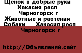 Щенок в добрые руки - Хакасия респ., Черногорск г. Животные и растения » Собаки   . Хакасия респ.,Черногорск г.